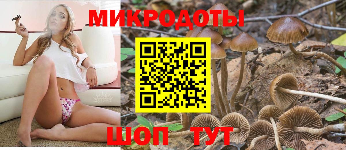 Псилоцибиновые грибы Psilocybe Елец